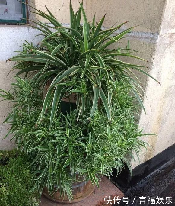 总烂根黄叶,盆里撒一把它,不管多难养,很快能冒芽冒花!