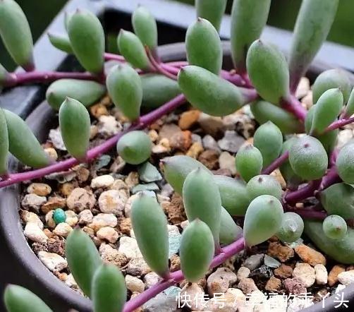 浅谈多肉植物怎么缓根