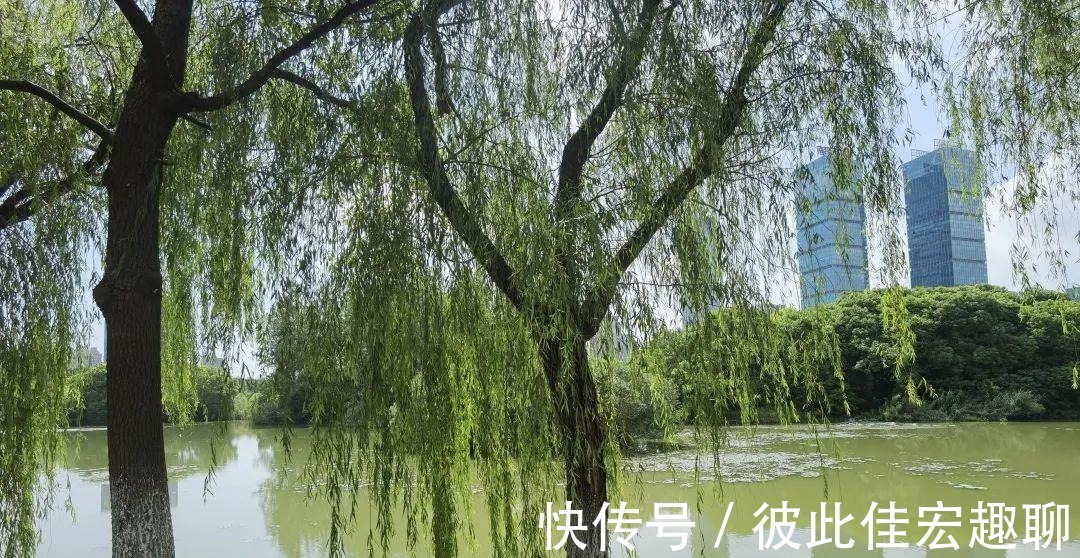 南昌|沿衢深树，夹岸繁英 ‖ 南昌艾溪湖湿地公园