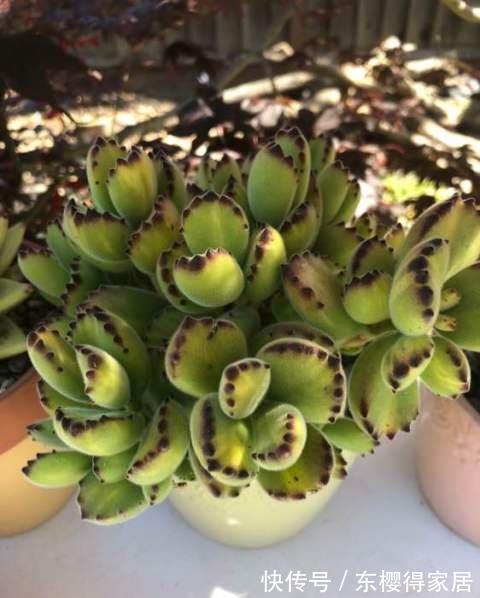 多肉|多肉熊童子竟然能养这么红,改变养法,咱也能养红熊