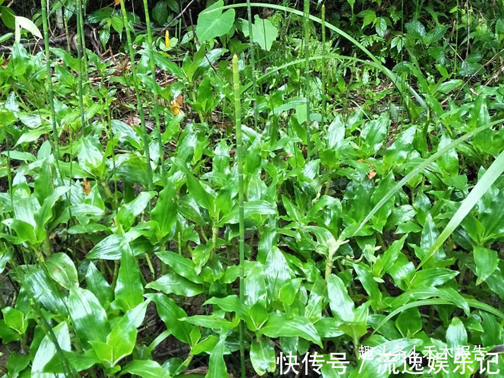 喂猪|俗称“癌草”,价值很珍贵,用来炖豆腐是一绝,可别当杂草除掉了