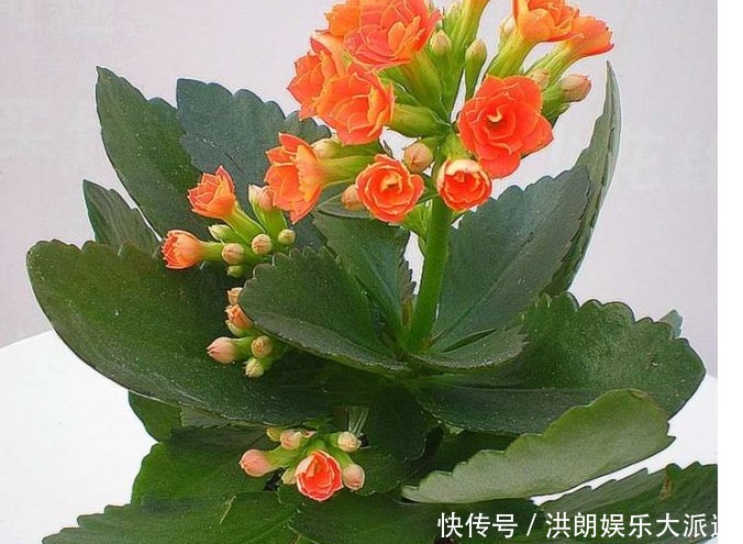 新手|几款最流行的绿植盆栽花卉，新手也能养活，把家变成一片花海