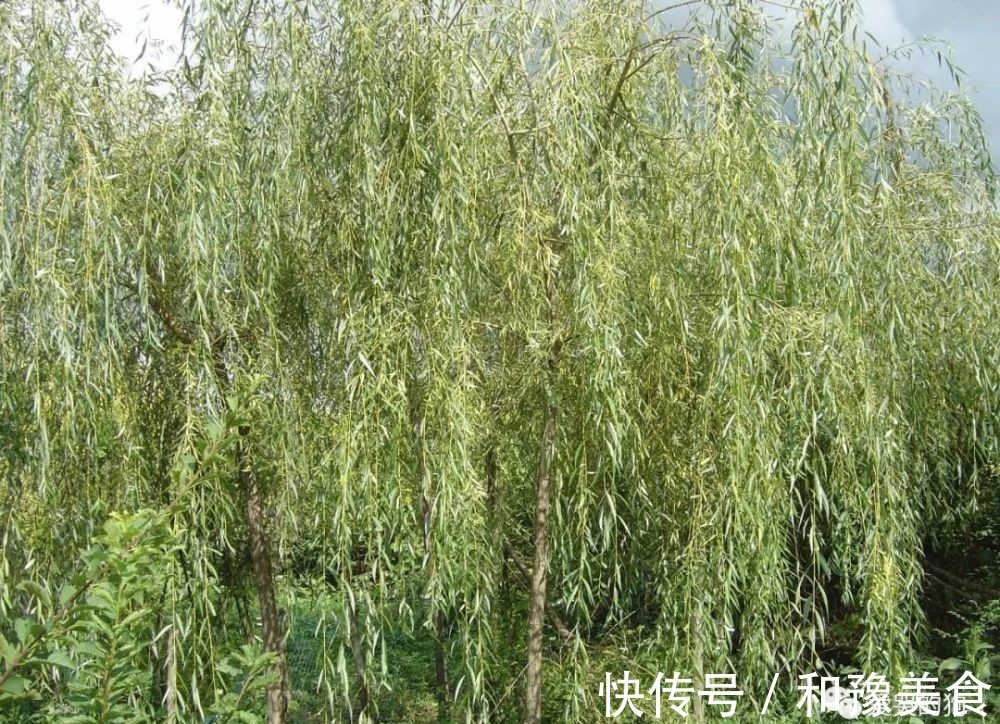 诗人#曾巩的咏物诗别具一格,这首经典的《咏柳》,每一句都有深意