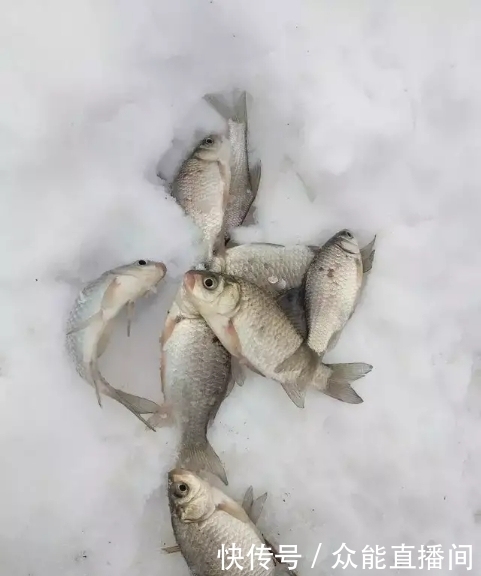 选择|雪天深水钓鲫鱼,到底多深才合适?雪天没钓到鱼的来围观下