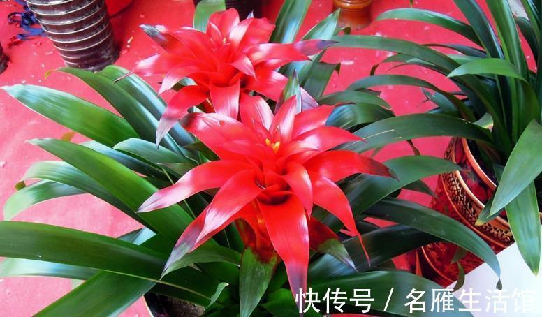 花土|养鸿运当头,多注意这3点,盆栽基本不会有大毛病