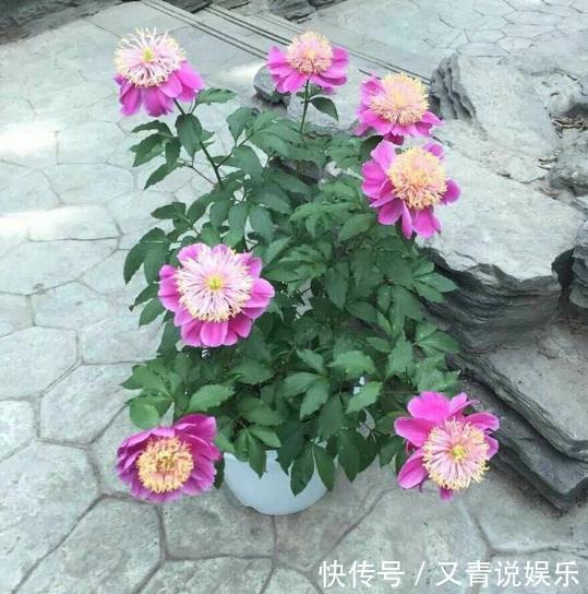 高手养牡丹,却能盆盆养得又大又美,原来是掌握了“4个套路”