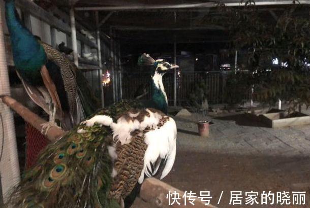 翅膀$“朱雀展翅,不富也贵”,什么是朱雀展翅?开业为啥叫开张?