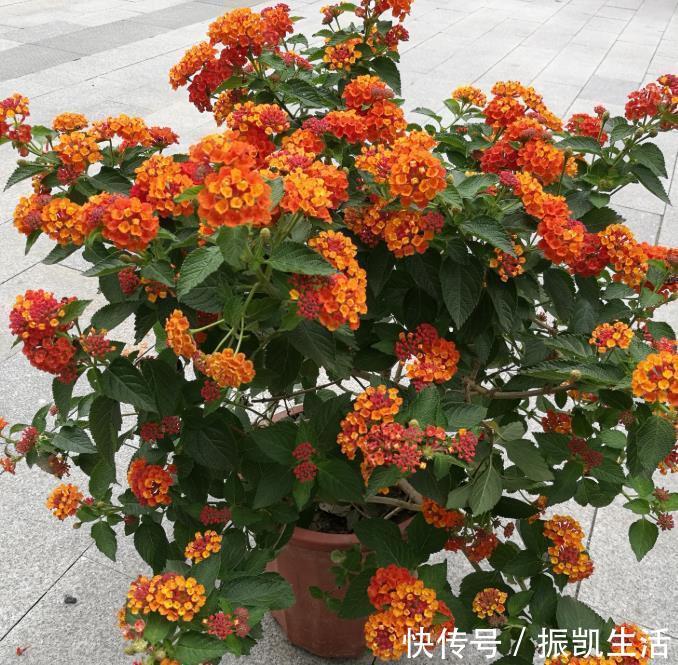 大花期|4种花好养又漂亮,花朵大花期长,年年开花不断,美翻天!