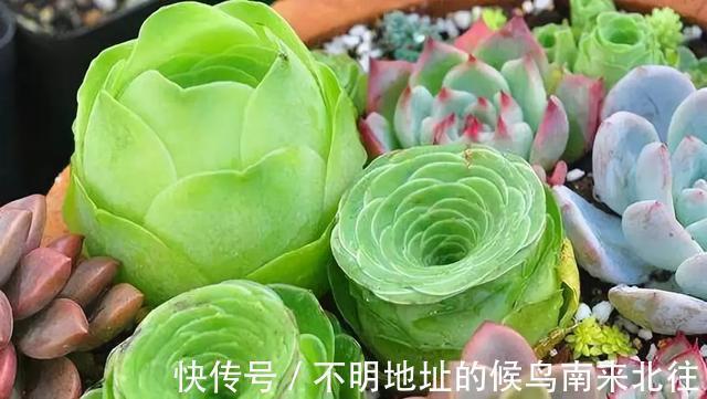 60种多肉图鉴及养护要点，1分钟学会，超全超实用！