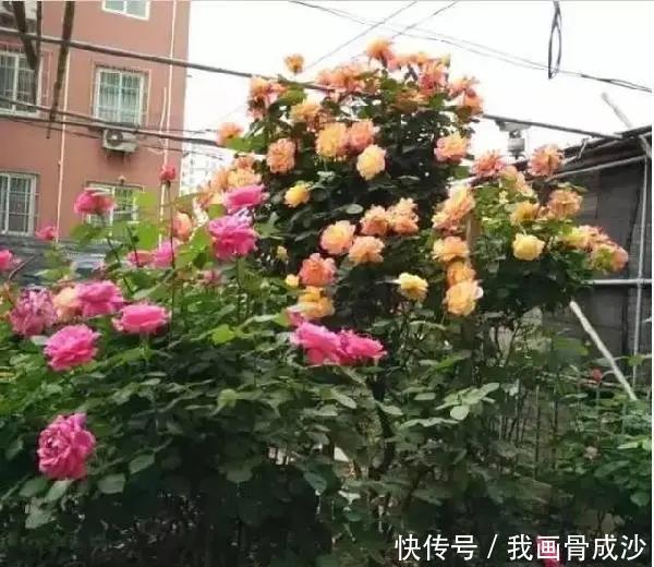 春天盆栽花卉多见雨水露水,快速爆盆长势旺