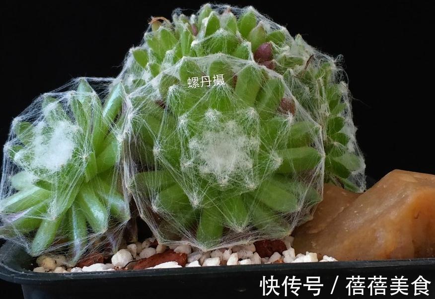 会吐丝的多肉你见过吗,点进来,蛛丝卷绢的养殖方法在这里get