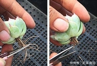 多肉新手害怕“换盆死”，学会这招逃脱换盆死，叶子变得肉嘟嘟