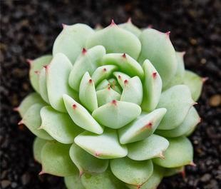 静夜|此款多肉,如夜色一般温柔,养护好气质独特迷人,值得拥有