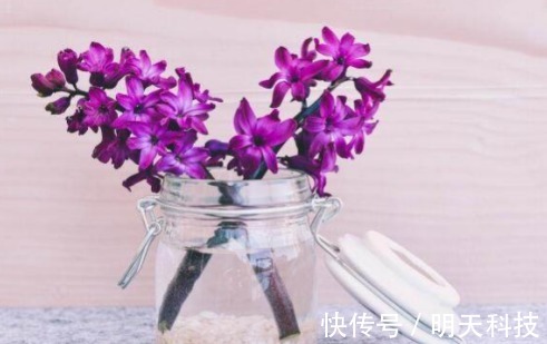 八种开花植物，好看还好养，养在家中，花开爆满阳台，好看极了！