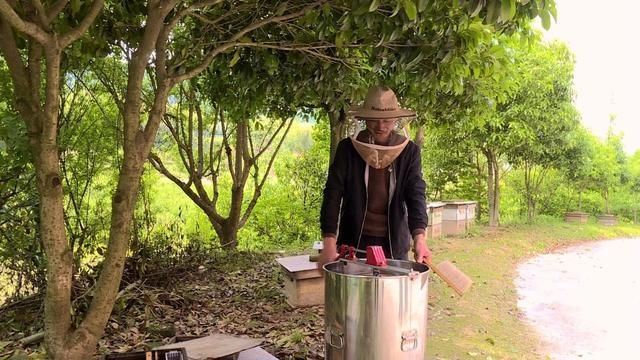 通城：油菜花开 小蜜蜂逐花而来