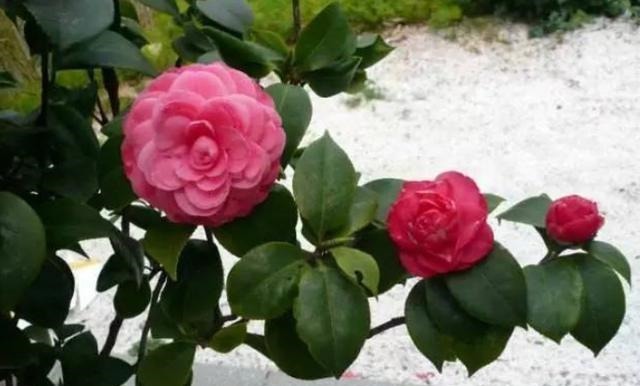 扦插的5个错误操作,不是难生根,是你做错了,扦插其实很简单