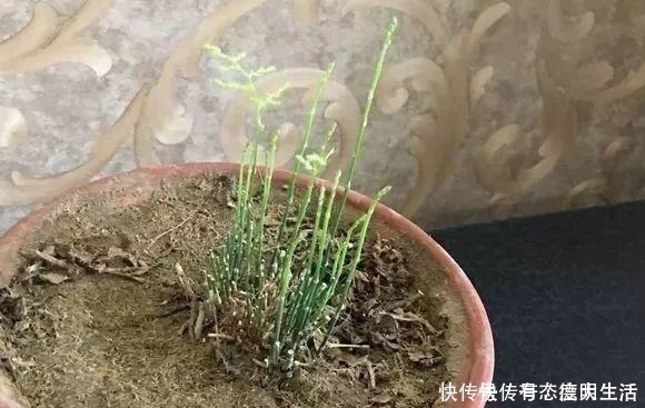 笋芽|文竹“别乱放”,养家里这“3个地方”,叶子翠绿,笋芽嗖嗖冒!