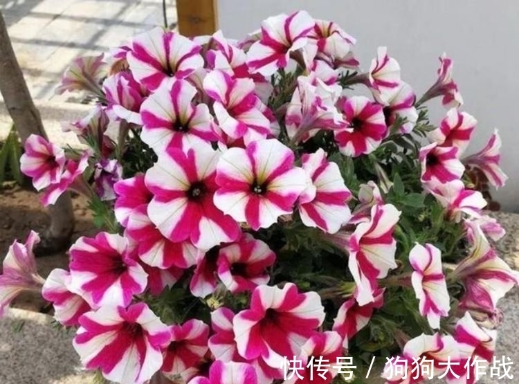 花花期|4种花美的出奇,不仅花好看,名字也好听,漂亮极了