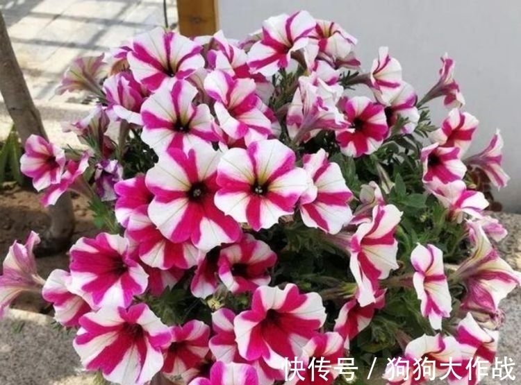 花花期|4种花美的出奇，不仅花好看，名字也好听，漂亮极了