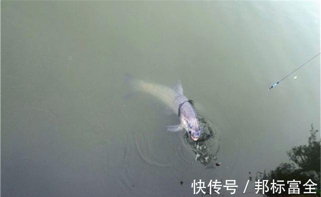 子线用长还是用短,要看钓法,看目标鱼,还要看季节,不能拍脑袋