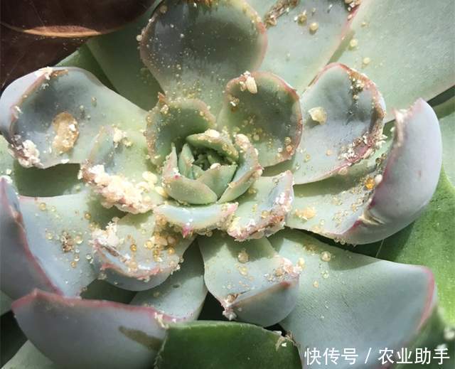 花药|家里有小孩的,养花注意了,有些花药不要用了,介绍几个无毒的药