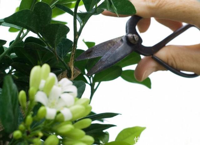 花王|秋天买茉莉,枝头满花苞3点谨慎,别手欠,开成“爆花王”