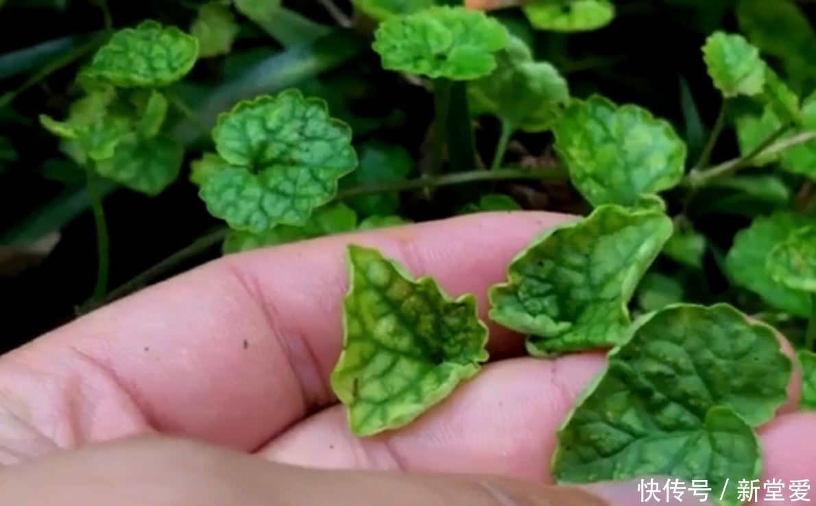 野草|农村人称“活血丹”的野草,活血化瘀功效好,集市上卖到10元一斤