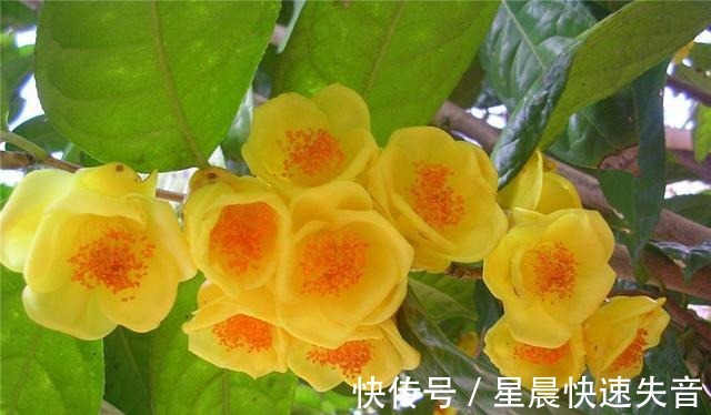 黄金|金茶花被誉为“植物黄金”，金黄花瓣，营养丰富，观赏性极高！