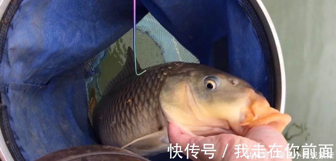陈货|鲤鱼很爱吃的“花生枯”,这样使用效果更好,鱼越钓越大!