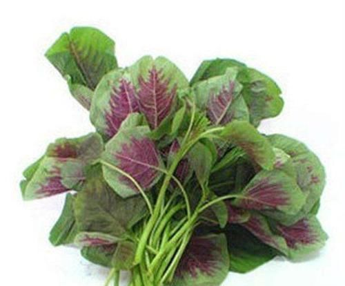 血管壁|女性担心老太快,常吃3种食物,美容养颜,延缓衰老,早吃早好