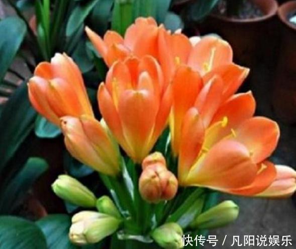 君子兰养半年没变化，爷爷只用一勺它，像打了鸡血般开花爆盆