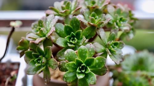 养花的9个小诀窍,养花时,使用这些诀窍,帮助你成为养花高手