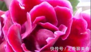 花瓣|三种花有钱人最喜欢,养在家里既招财又能接好运,好看还易养