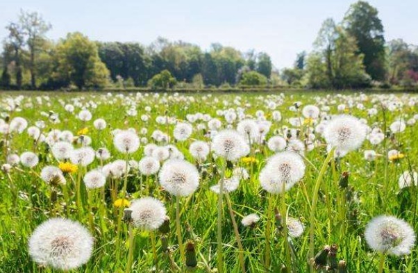 乳腺增生|蒲公英和此物一起是绝配，坚持7天，肾变强，连口臭也没了