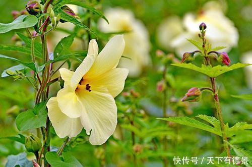 这花,花朵鲜艳价值高,能见到已经是福气,你见过没?