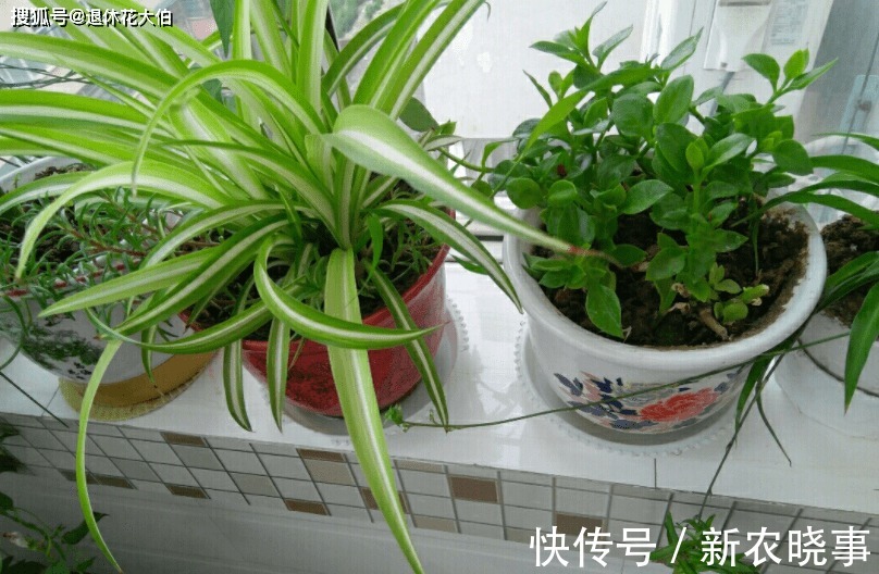 水溶液|此款“多功效”天然肥，有点脏，却备受农民青睐，还不用花钱