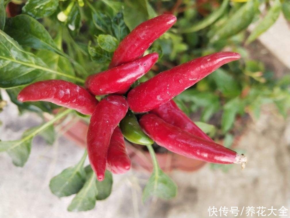 年底家家大扫除，记住13个小妙招，家里清洁更加干净