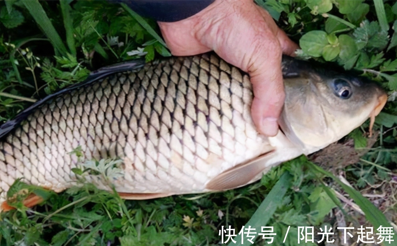 野外钓鲤鱼,就用这一招,不用太多的窝料,也能钓到鱼