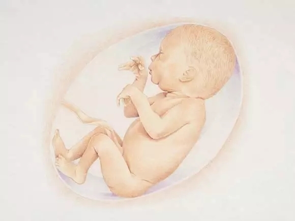 发育|看完胎儿发育的全过程,生呗只能感叹妈妈真伟大!