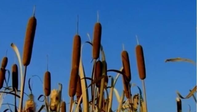 菖蒲|有1“香肠草”,孩子拿它当蜡烛,老人用它熏蚊虫,如今才知珍贵