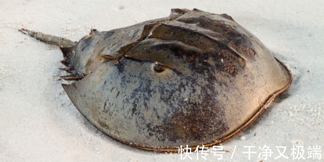 中华鲎|艾斯奥特曼中克拉勃王原型,拯救了数千万人性命,现已濒临灭绝
