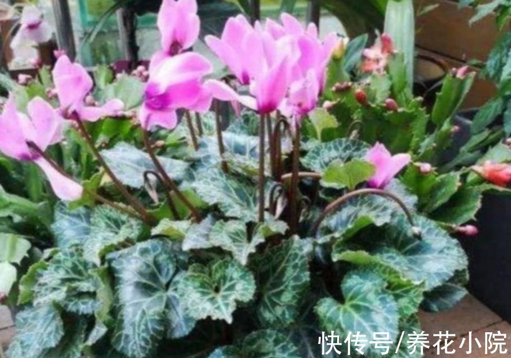 长寿花|秋天养上3种花，细心管理，春节期间就能开花