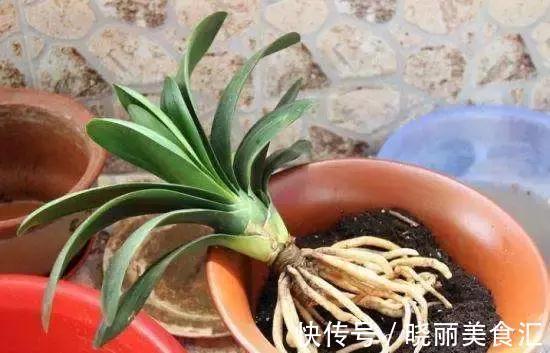 刚买的花说死就死，因为你没有做好这11点养花细节