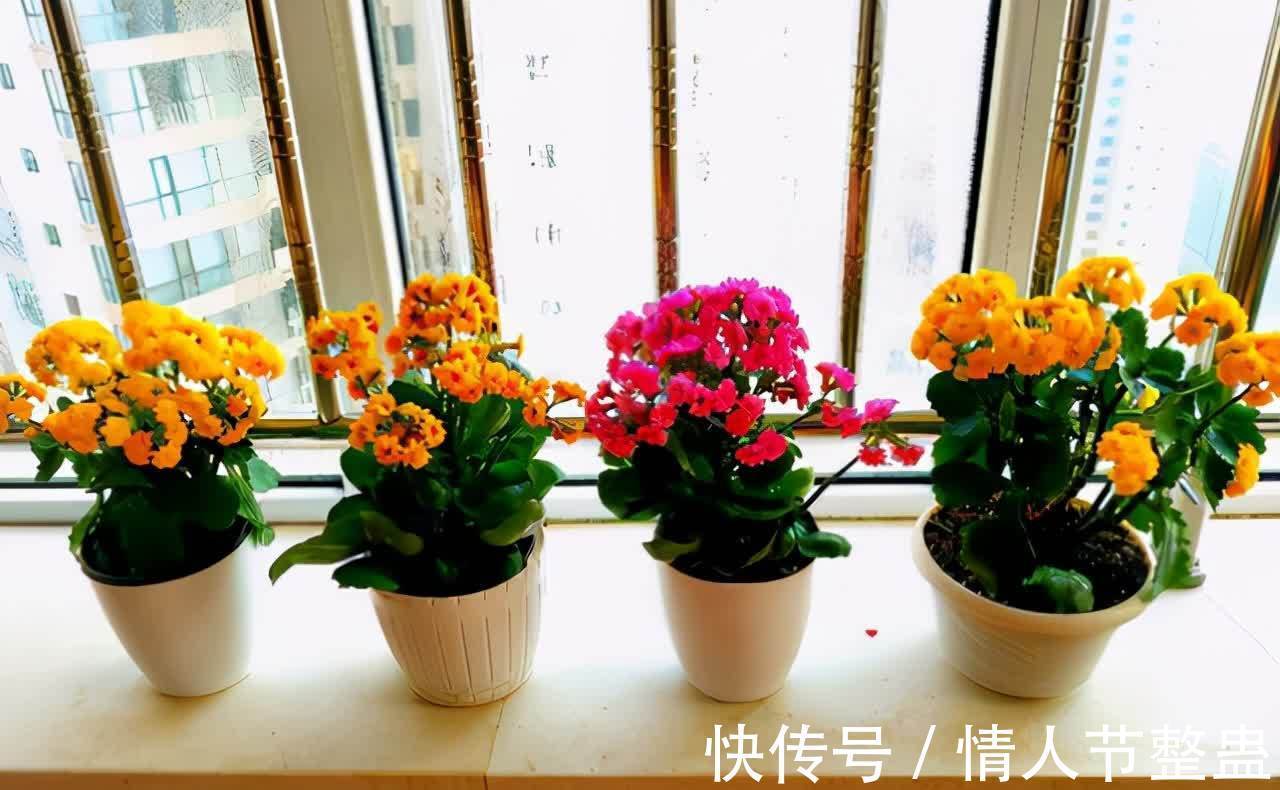12种花，建议养一盆，不仅吸收废气，还有“旺财添福”的美好寓意