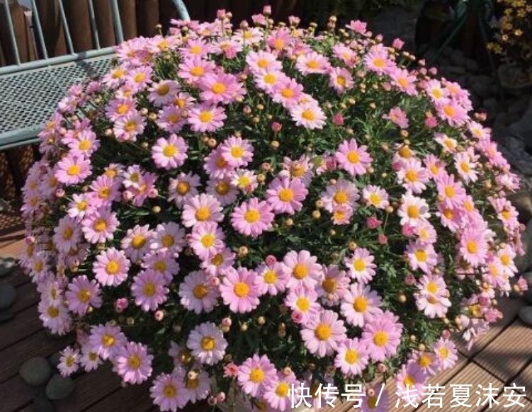 阳台上|女生阳台选5种花，花期长花量大，轻松变“花海”，关键是好养