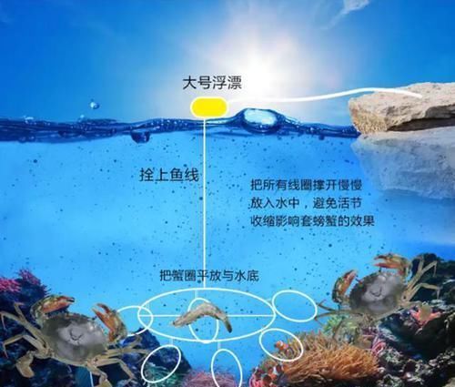 总结钓螃蟹的4种方法不用鱼钩,全靠陷阱诱捕