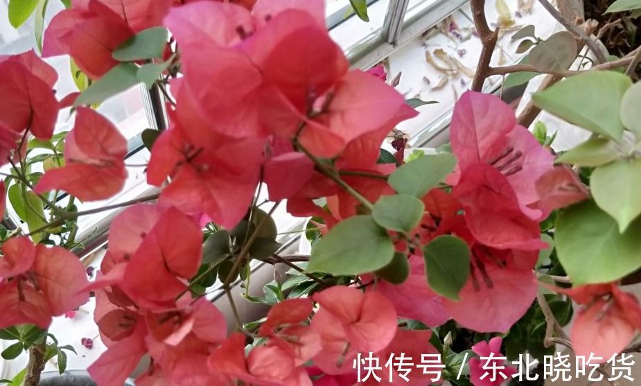 三角梅不会养，选对品种很关键，做好4点，40天后开花爆盆