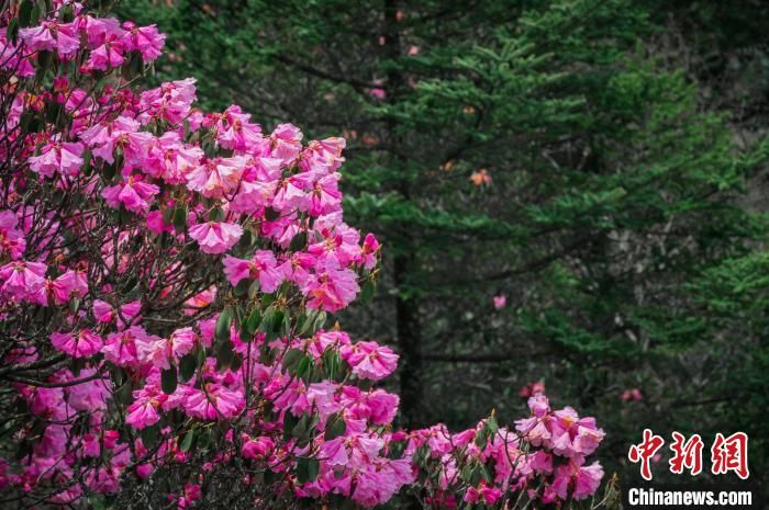 湖北神农架：杜鹃花开艳如火