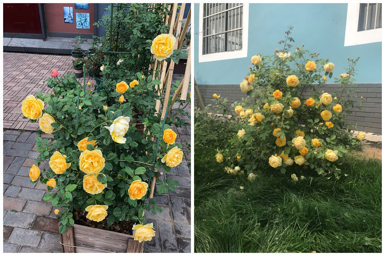 喜欢菊花,不妨试试“珍品玫瑰”甜蜜马车,花开爆盆,美艳优雅!