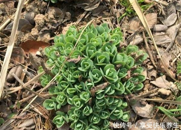 路边见这种花别小瞧,它就是“长药八宝”,家里养一棵不怕蚊子咬!